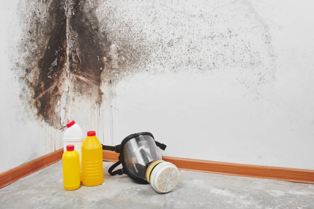 Best Fast Mold Removal  in Macungie, PA