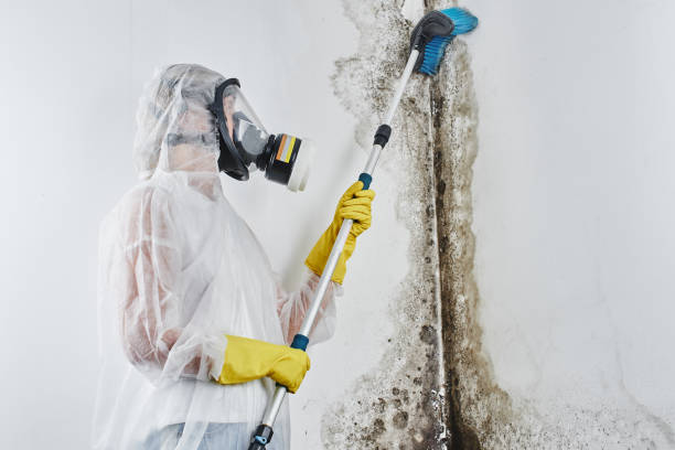 Best Toxic Mold Removal  in Macungie, PA