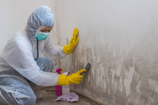 Best Mold Testing  in Macungie, PA