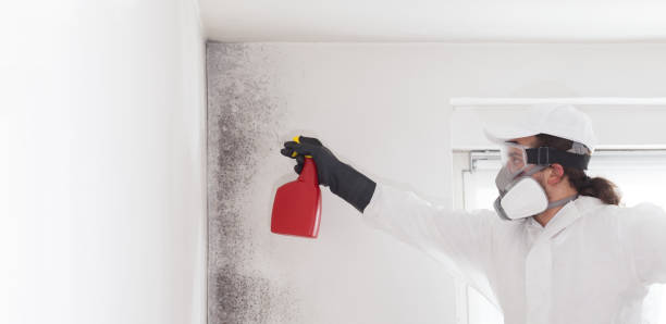Best Same-Day Mold Removal  in Macungie, PA
