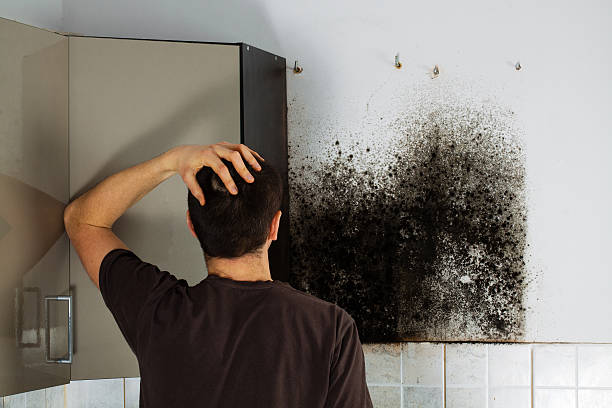 Reliable Macungie, PA Mold Removal Solutions