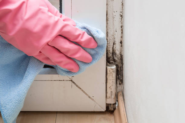 Attic Mold Removal in Macungie, PA