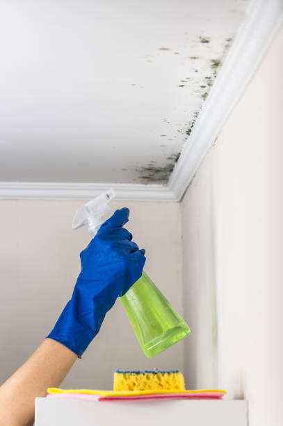 Attic Mold Removal in Macungie, PA