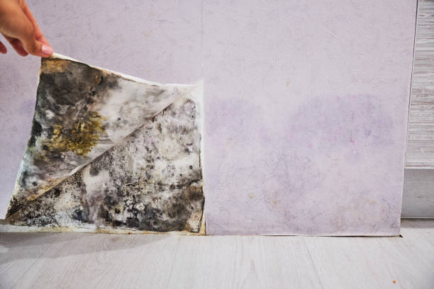 Best Mold Remediation  in Macungie, PA